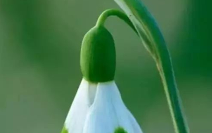 The Graceful Crimean Snowdrop: A Delicate Symbol of Early Spring