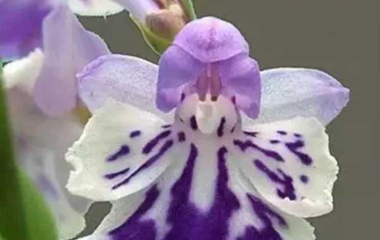Exquisite Orchid: The Enchanting Ponerorchis graminifolia