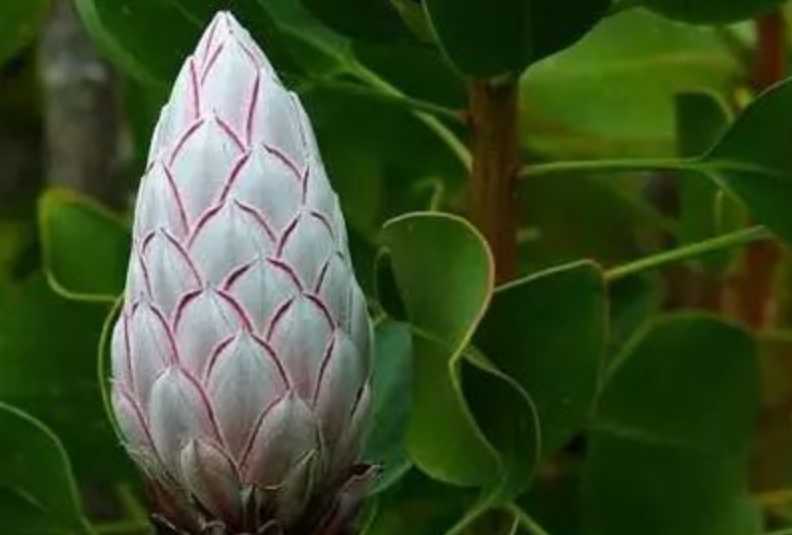The Majestic King Protea: South Africa's Floral Crown Jewel