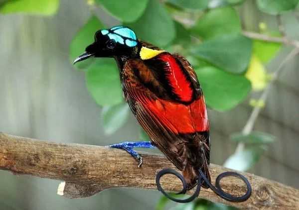 Wilson's Bird-of-Paradise: New Guinea’s Living Masterpiece of Avian Artistry
